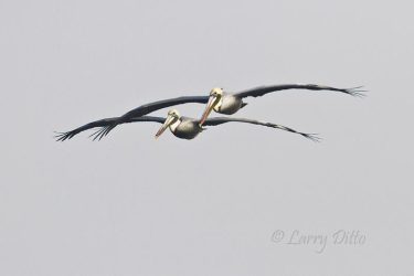 Brown Pelicans in flight