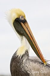 Brown Pelican (Pelecanus occidentalis) adult, head view, Gulf of Mexico, Texas coast, winter