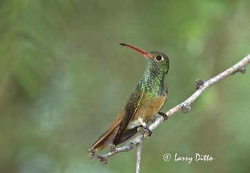 Buff-bellied Hummingbird