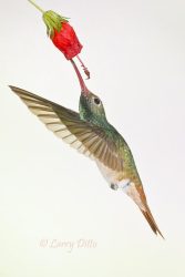 buff-bellied hummingbird