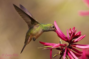Buff-bellied Hummingbird nectaring at blooms of Coral Bean on South Padre Island, Texas, spring migration, May