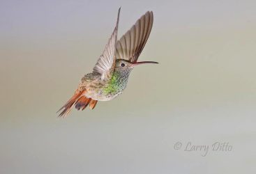 Buff-bellied Hummingbird, adult in flight