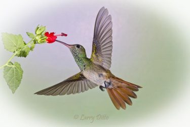 Buff-bellied Hummingbird at Turk's Cap flower, s. Texas