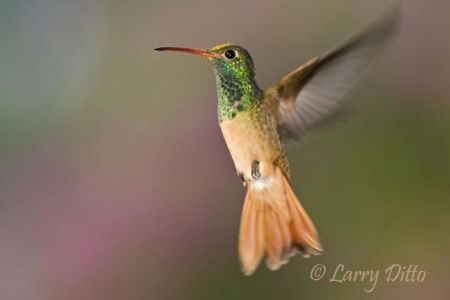 Buff-bellied Hummingbird (Amazilia yucatanensis) adult hovering; species is common resident of the Sabal Palm Sanctuary near Brownsville, Texas