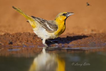 Bullock's Oriole