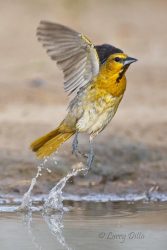 Bullock's Oriole, young male at s. Texas pond