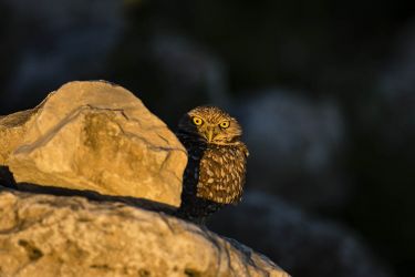 Burrowing Owl (Athene cunicularia) emerging from rocky cover to begin an evening hunt, Mission, Texas