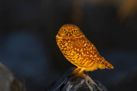 Burrowing Owl (Athene cunicularia) adult perched on large rock amid shadows at sunset, s. Texas, winter.