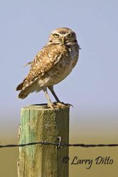 Burrowing Owl on fence post