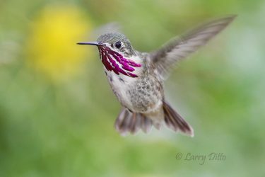 Caliope Hummingbird male