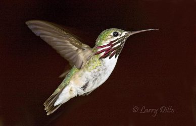 Calliope Hummingbird, male, June