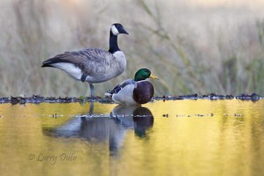 Canada goose and mallard roosting
