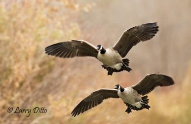 Canada Goose (Branta canadensis) pair landing on Rio Grande in north central New Mexico, December