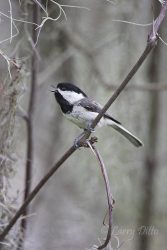 Carolina Chickadee on a grapevine, singing, east Texas