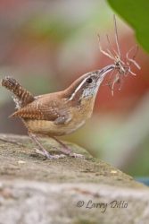 Carolina Wren (Thryothorus ludovicianus) building nest in exterior wall decoration on home, spring