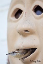 Carolina Wren (Thryothorus ludovicianus) building nest in exterior wall decoration on home, spring
