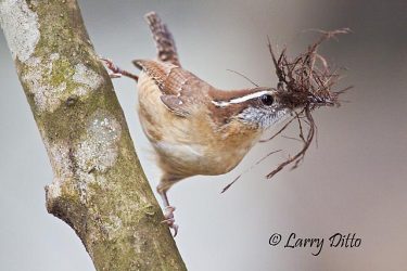 Carolina Wren (Thryothorus ludovicianus) building nest in exterior wall decoration on home, spring