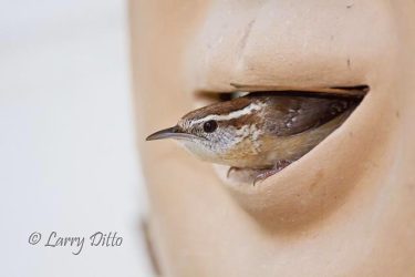 Carolina Wren (Thryothorus ludovicianus) building nest in exterior wall decoration on home, spring