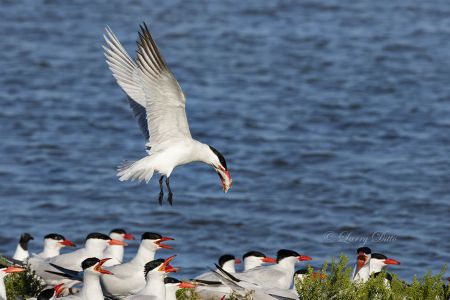 Caspian Tern with fish for its mate, Galveston Bay, Texas, spring