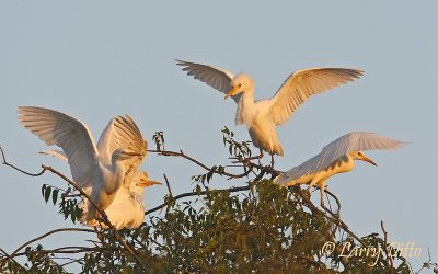 Cattle Egrets on roost