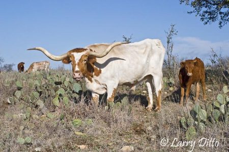 Longhorn Cattle at Fort Griffin, Texas near Albany. One of the few remaining herds of pure longhorns. It is said that longhorns helped spread mesquite trees across Texas by eating the beans and leaving the seeds in their droppings where ever they went on cattle drives and such.