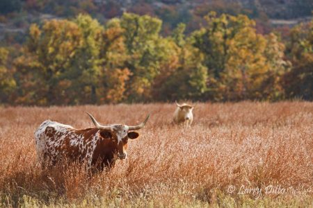 Longhorn cow
feeding on prairie grass