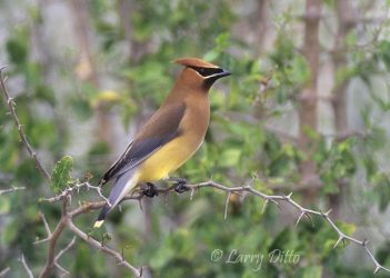 Cedar Waxwing on a granjeno bush in south Texas, winter
