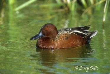 Cinnamon Teal (Anas cyanoptera) male in pond surrounded by cattails, spring