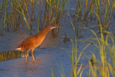 Clapper Rail calling