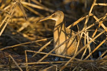 Clapper Rail (Rallus mexicanus) at the edge of a salt marsh, South Padre Island World Birding Center, sunset, winter