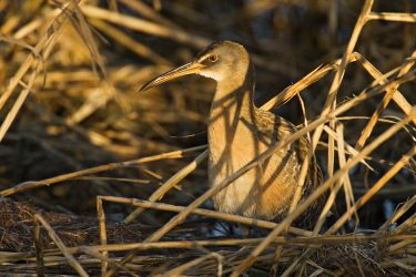 Clapper Rail (Rallus mexicanus) at the edge of a salt marsh, South Padre Island World Birding Center, sunset, winter