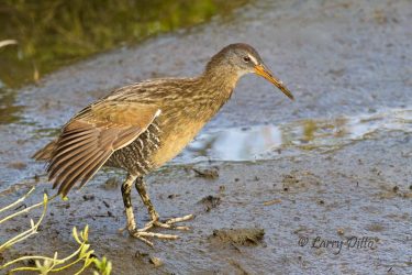 Clapper Rail in SPI marsh, autumn