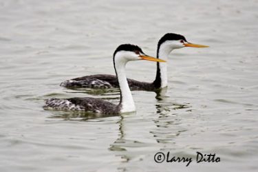 Clark's Grebes (Aechmophorus clarkii) pair, winter, west Texas