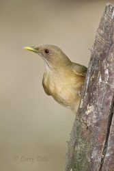 Clay-colored Thrush perched on tree limb