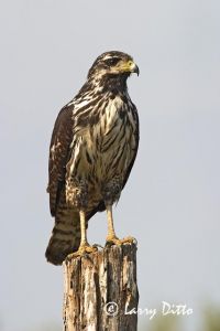 Common Black-hawk (Buteogallus anthracinus) juvenile perched on post at Rancho Los Ebanos near Tepeguaje, Tamaulipas, Mexico on the Gulf of Mexico