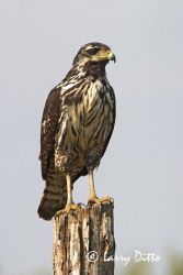 Common Black-hawk (Buteogallus anthracinus) juvenile perched on post at Rancho Los Ebanos near Tepeguaje, Tamaulipas, Mexico on the Gulf of Mexico