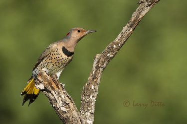 Common Flicker (Yellow-shafted) at Laguna Seca Ranch north of Edinburg, Texas
