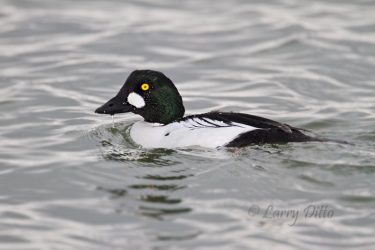 common goldeneye