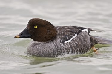 Common Goldeneye (Bucephala clangula) at Goose Island State Park near Rockport, Texas, January
