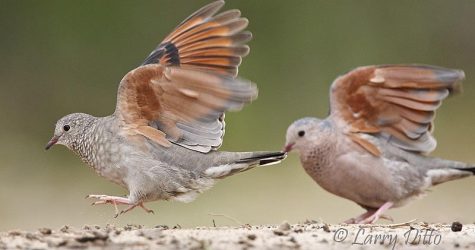 Common Ground-Doves landing, s. Texas