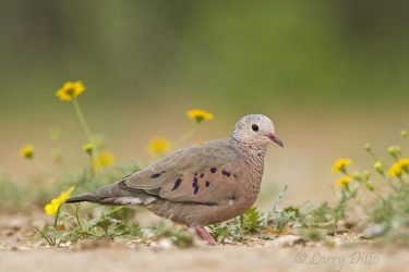 Common Ground Dove in wildflowers, s. Texas