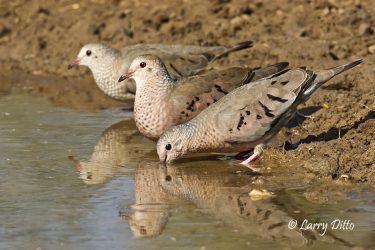 Common Ground Doves drinking at s. Texas pond