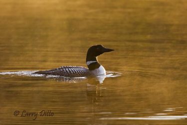 Common Loon (Gavia immer) on foggy lake, British Columbia, June