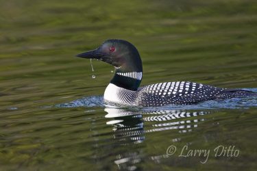 Common Loon (Gavia immer) on lake near Kamloops, British Columbia, Canada, June