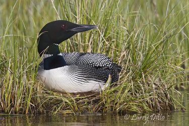 Common Loon on nest, June