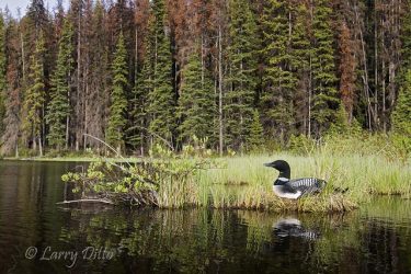 Common Loon on nest, June