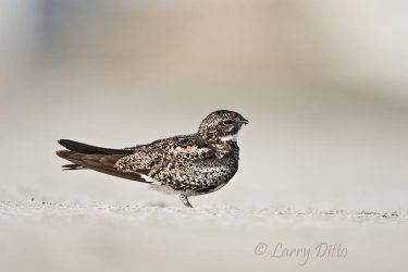 Common Nighthawk on South Padre Island beach