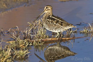 Common Snipe feeding in marsh