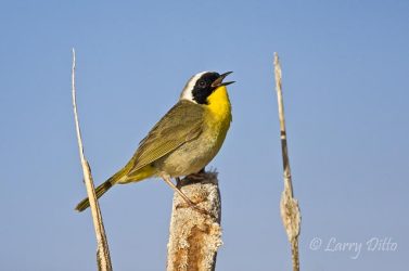 Common Yellowthroat male singing