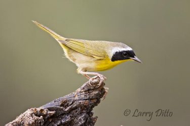Common Yellowthroat, male